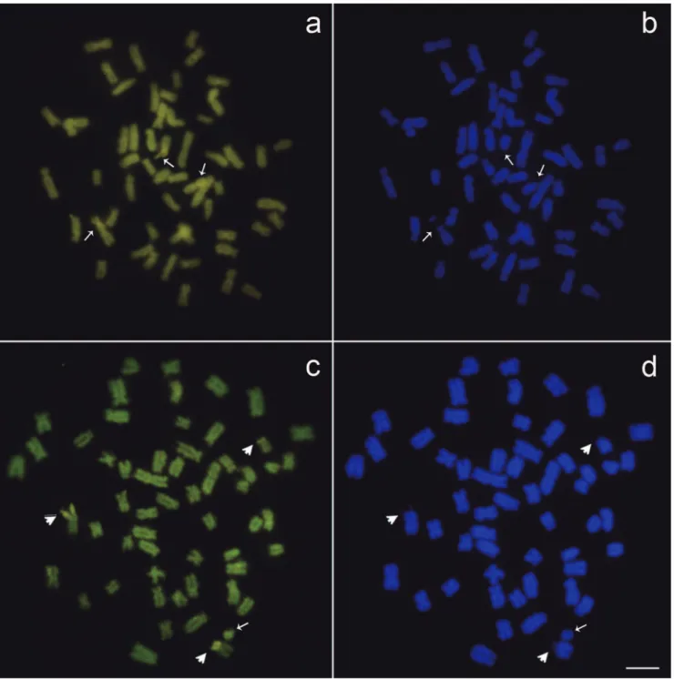 Fig. 3.  Callichthys callichthys metaphases spreads with the third NOR bearing chromosome