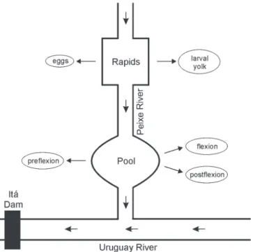 Fig. 11. Conceptual model of the distribution patterns of eggs and larvae in the early stages of two environments in the Peixe River (upper Uruguay River), from October 2011 to March 2012.