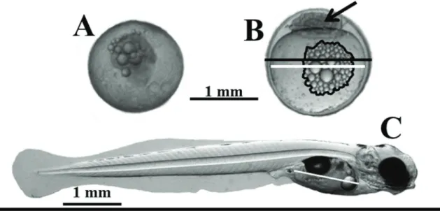Fig. 1. A. General aspect of unfertilized egg and B. morphometric measurement procedures for pejerrey eggs in blastula stage  (arrow)