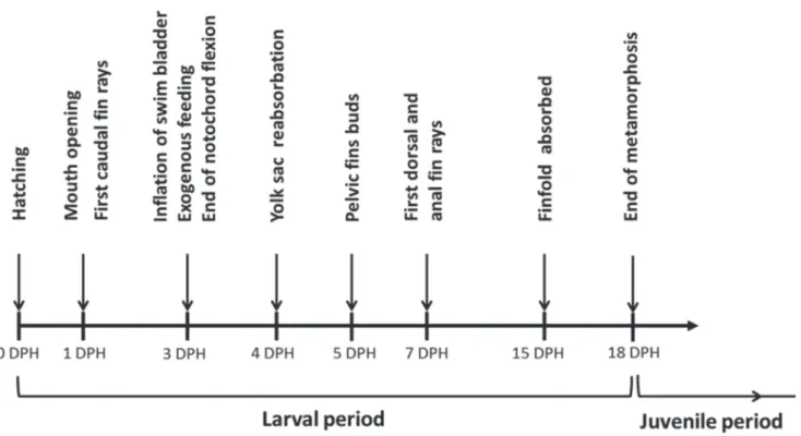 Fig. 3. Main events during larval development of the Nannacara annomala. DPH, days post hatch.