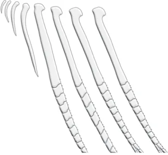 Fig. 12. Hooks on anterior anal-fin rays of Charax gibbosus, male, MZUSP 10675, 64 mm SL.