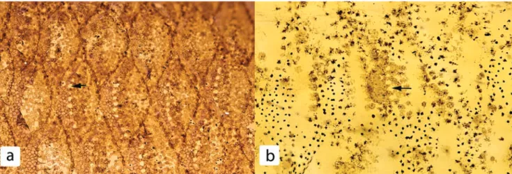 Fig. 1. Superficial neuromasts (black arrows) on lateral body scales of Charax delimai, male (a), MZUSP 81325, paratype, 102 mm SL, Brazil, Amazonas, igarapé Umari, tributary of rio Tiquié in community of São Pedro and female, (b), MZUSP 84988, paratype, 1