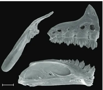 Table 1. Morphometric data of Hemigrammus machadoi,  new species, based on holotype and paratypes