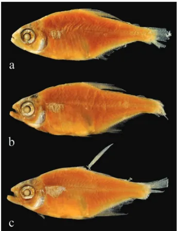 Fig. 4. Hemigrammus lunatus: MCZ 20964, (a) holotype, 26.5  mm SL; (b) paratype, 21.7 mm SL, and (c) paratype, 23.9 mm  SL; Brazil, Amazonas State, Codajás, lago Badajós, tributary  of rio Solimões.