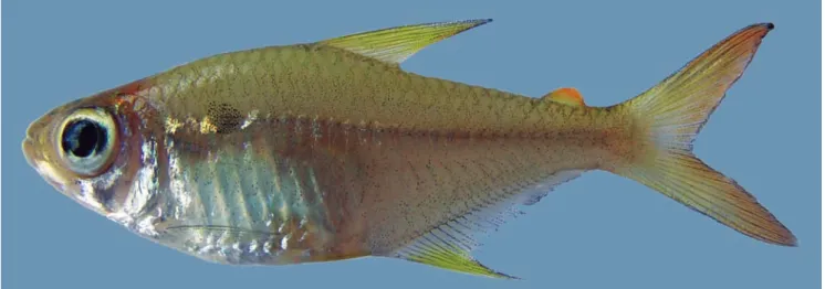 Fig. 5. Hemigrammus lunatus, NUP 2112, 35.9 mm SL, Brazil, Mato Grosso State, Rosário Oeste, córrego Imbaúba, tributary  of rio Cuiabá, rio Paraguai basin.