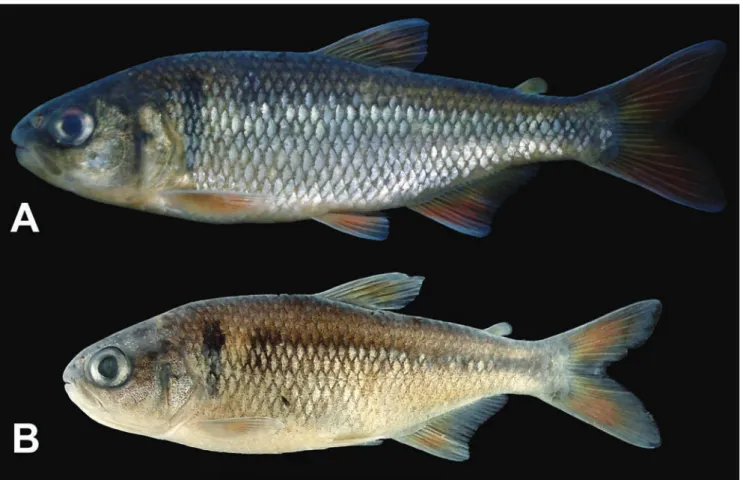 Fig. 1. Astyanax eremus , new species. A: Holotype, MNRJ 39677, 94.0 mm SL; B: Paratype, MCP 46942, 59.9 mm SL