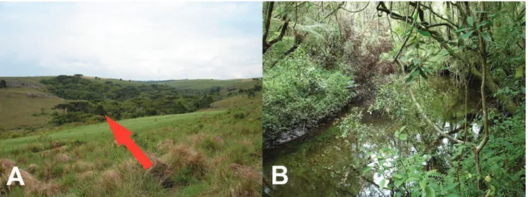Fig. 4. Type locality of Astyanax eremus , new species, Amola Faca/Registro Farm, Balsa Nova, Paraná (A: panoramic view  of the type locality; B: sample site)