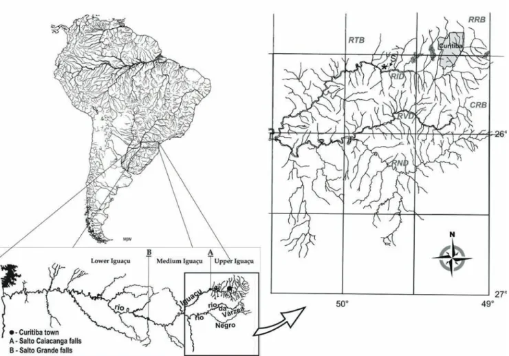 Fig. 5. Distribution of Astyanax eremus , new species, in rio Iguaçu basin (*). Vertical bars indicate biogeographic barriers of  the rio Iguaçu according to Ingenito et al
