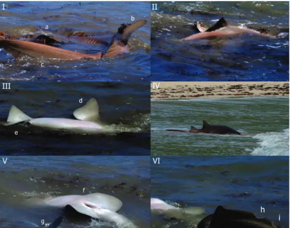 Fig. 2. Nurse shark mating activity witnessed at Baía do Sueste, Fernando de Noronha. The panels depict (I) a coupling  male shark (a) grasping the female pectoral fin with his mouth while coiling his body around the female, as evidenced by  the alignment 