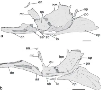 Fig. 4. Right suspensorium, lateral view, of a. Centromochlus  orca , INPA 35086, paratype, 54.1 mm SL