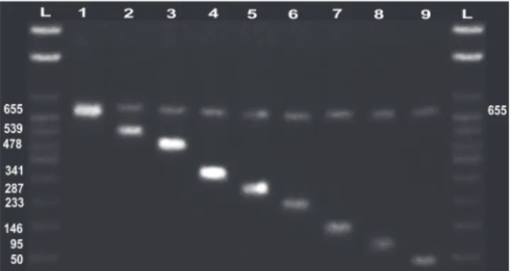 Fig. 2. Results of the electrophoresis of the universal  COI  fragment  (655  bp)  of  grouper  species  of  the  family  Epinephelidae