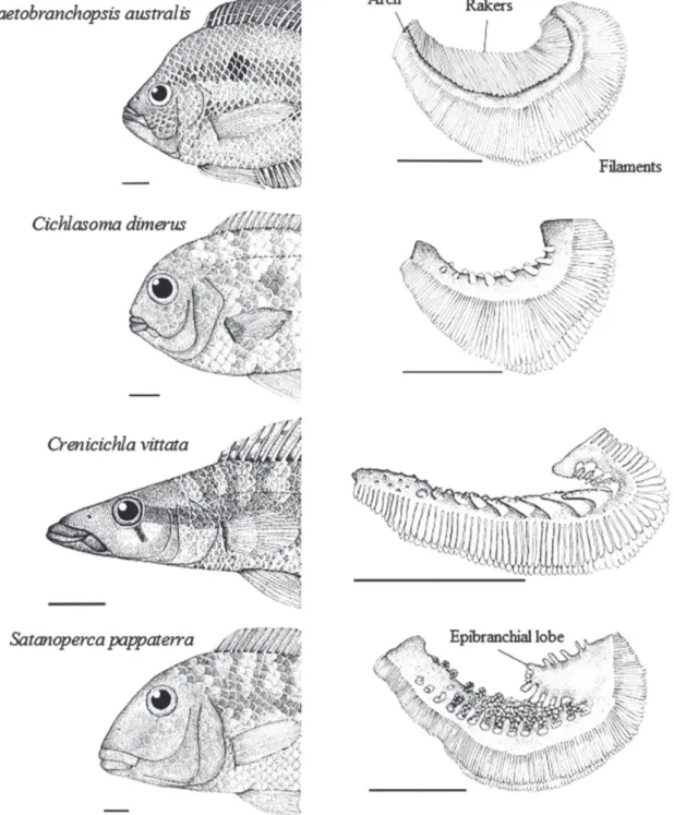 Fig. 4.  Position and shape of the mouth, and first pair of gill raker of cichlids from the Cuiabá River basin, Mato Grosso,  Brazil