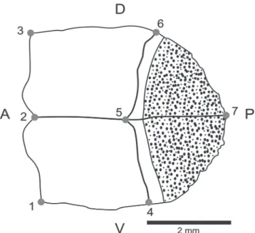 Fig.  3.  Landmark  definitions  used  in  the  fish  scales. 