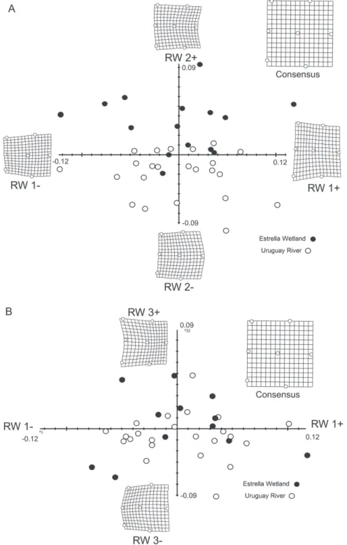 Fig. 4. Relative warp (RW) analysis based on landmark coordinates. Thin plate spline transformation grids for the extreme points  of RW are shown; these were superimposed on the shapes predicted when the average landmark configuration of all scales was  de