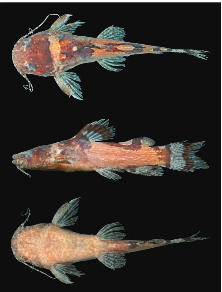 Fig. 1. Microglanis leniceae, holotype, ZUFMS 4148, 33.0 mm SL, rio Betione, Miranda, Mato Grosso do Sul State, Brazil.