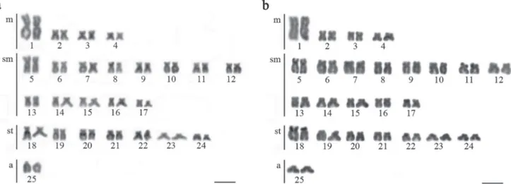 Fig. 4. Chromosomes of distinct populations of Nematocharax venustus after silver nitrate staining (Ag-NORs), base-specific  fluorochrome staining (CMA 3 /DA/DAPI) and FISH with 18S (magenta) and 5S rDNA probes (green)