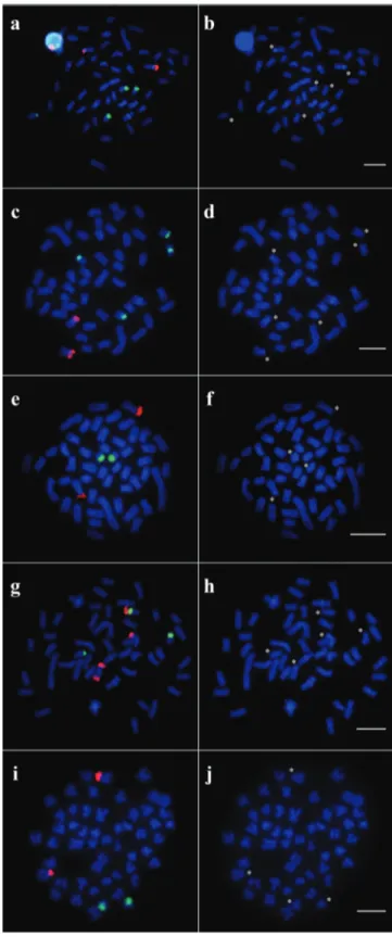 Fig. 5. Representative metaphases for each different  pattern reported in populations of Nematocharax venustus  showing the hybridization with 18S (magenta) and 5S  rDNA probes (green) (double-FISH) and only DAPI  staining for (a, b) Almada, Gongogi 1, and