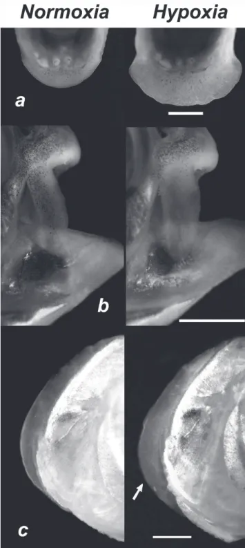 Fig. 2.   Photographs  showing  increases  in  size  of  the  three  morphological  traits  of  Piaractus mesopotamicus  analyzed exposed to extreme hypoxia: (a) lower lip, (b)  maxillary, and (c) opercular valve