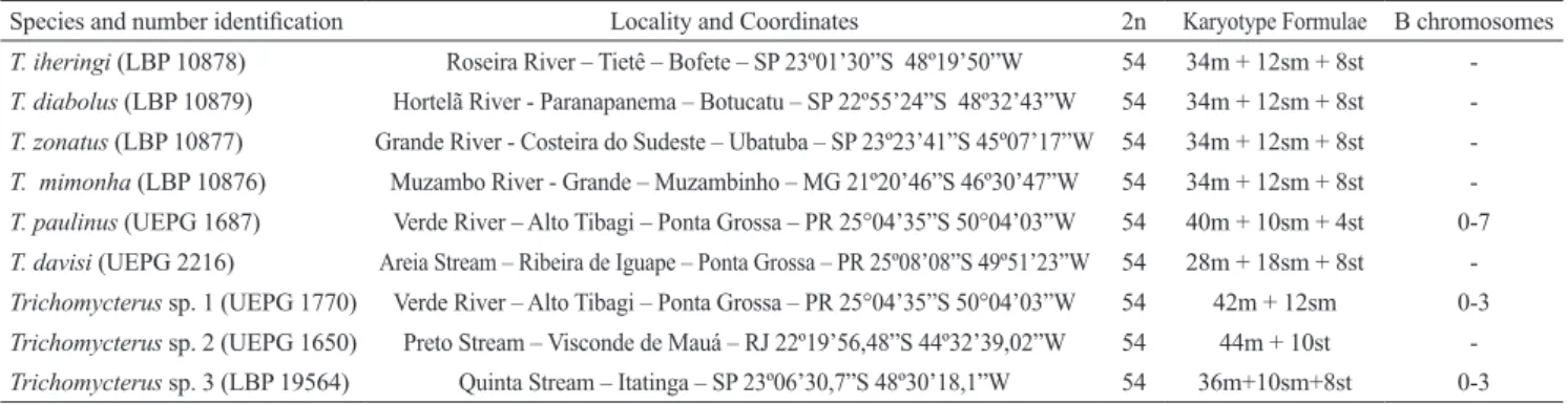 Table 1. Species of Trichomycterus  analyzed in the study indicating the collection sites, diploid number, occurrence of B  chromosomes and karyotypic formula.