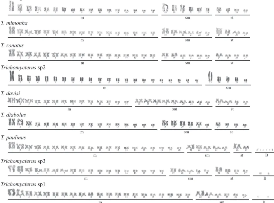 Fig. 1.  Karyotypes of Trichomycterus species analyzed showing chromosomes after Giemsa.