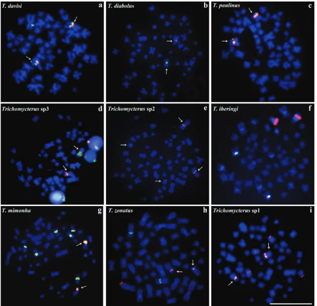 Fig. 3.  Distribution pattern of 5S (green) and 18S rDNA sites (red) in metaphase of nine species of Trichomycterus analyzed: 