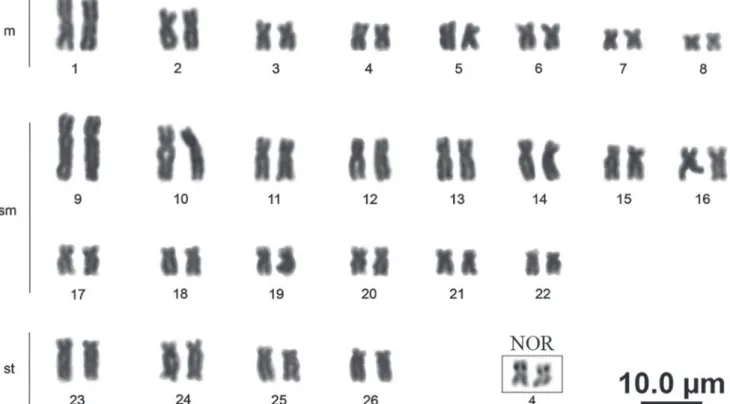 Fig. 2. Karyotype of Baryancistrus xanthellus in conventional staining. The square indicates the pair that bears the nucleolus  organizer region (NOR).
