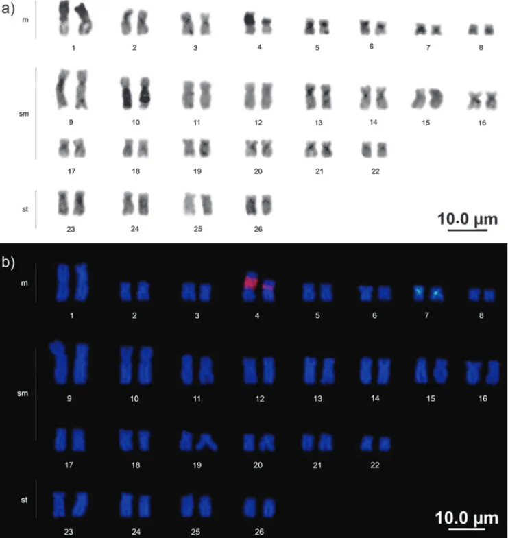 Fig. 3. Karyotype of Baryancistrus xanthellus: a) C-banding; b) Mapping of rDNA 18S (red signal) and 5S (green signal)  through double FISH.