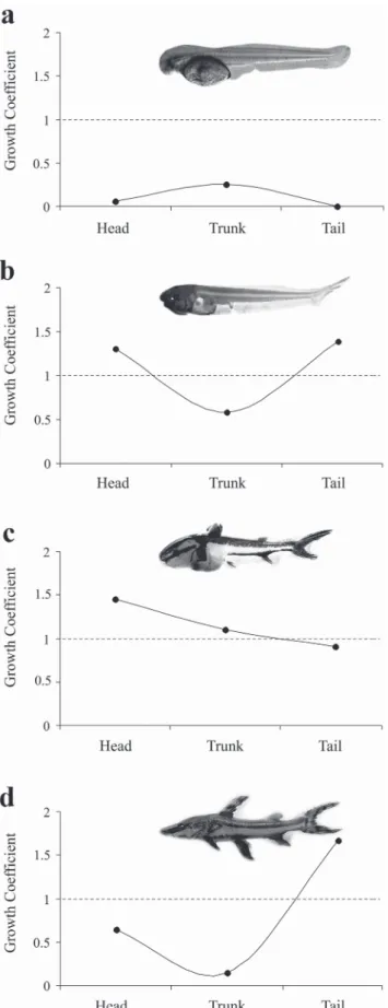 Fig. 7.   Growth  coefficients  of  the  head,  trunk,  and  tail  during the development of Pseudoplatystoma reticulatum