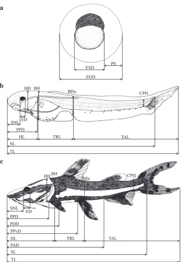 Fig. 1. Schematic diagram of the measurements taken: (a) eggs, (b) larvae, and (c) juveniles of Pseudoplatystoma reticulatum