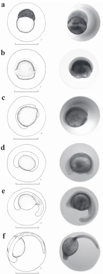 Fig. 3. Drawings and photographs of the embryonic  development of Pseudoplatystoma reticulatum