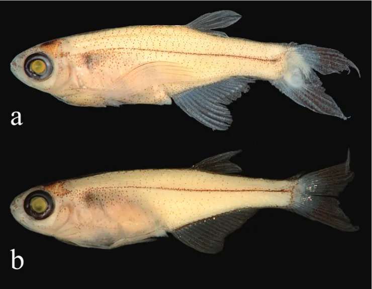 Fig. 1. Xenurobrycon varii , new species, Brazil, Pará, Jacareacanga, Vila de Mamãe Anã, tributary of rio Tapajós