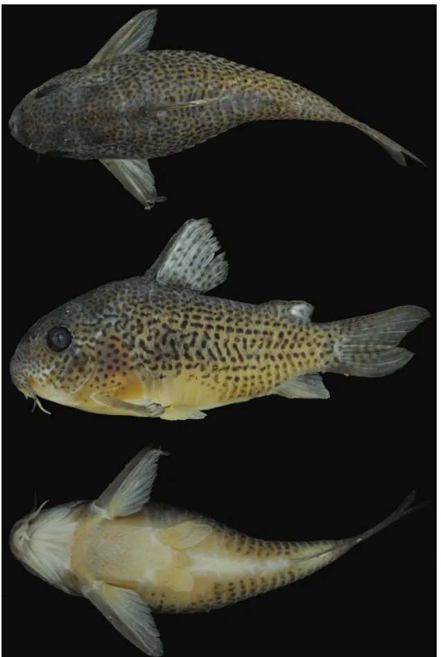 Fig. 1. Corydoras eversi, holotype, MNRJ 43195, 44.5 mm SL, Brazil, Goiás, Montes Claros de Goiás, unnamed stream  tributary to the rio Araguaia, 15°53’10”S 51°41’34”W