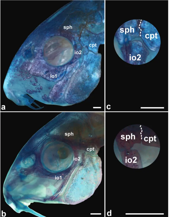 Fig. 2. Lateral view of the head of c&amp;s specimens of (a, c) Corydoras eversi, paratype, NUP 17310, 42.5 mm SL, showing  the well-developed ventral expansion of the infraorbital 1 and the platelets on the snout (a) and infraorbital 2 in contact with  co