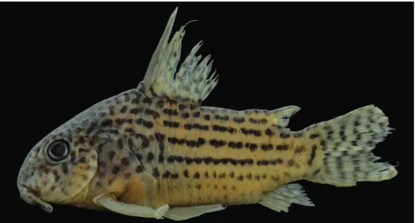 Fig. 7. Corydoras araguaiaensis, MZUSP 87155, 45.8 mm SL, showing the general color pattern of the species in lateral  view