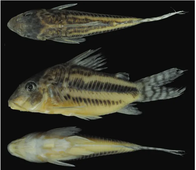 Fig. 1. Corydoras brittoi, holotype, MNRJ 43316, 38.1 mm SL, Brazil, Mato Grosso State, Colniza Municipality, Guariba  District, tributary to the rio Guariba, rio Aripuanã drainage, rio Madeira basin, 09°06’47.4”S 60°25’14.1”W