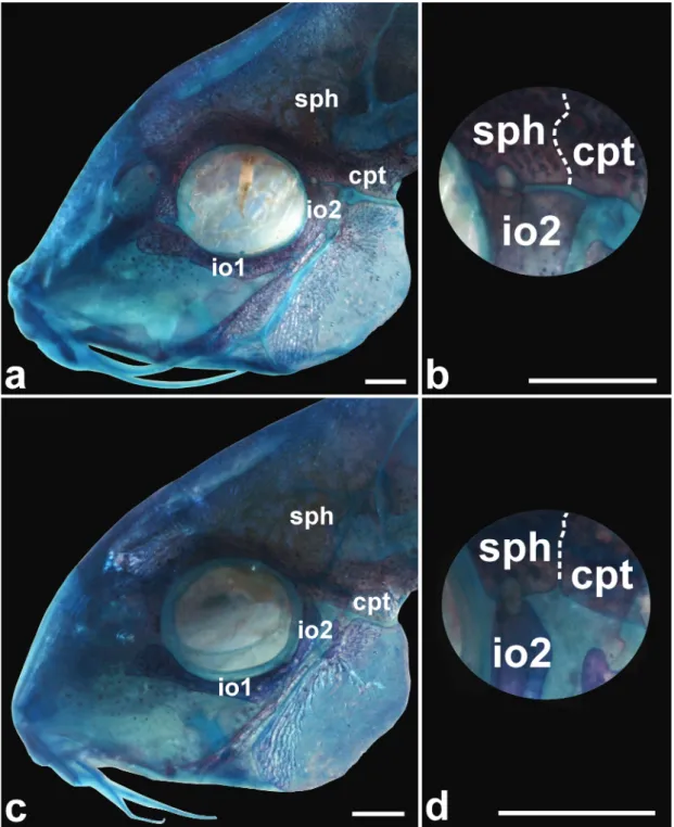 Fig. 2.  Lateral view of the head of c&amp;s specimens of Corydoras brittoi, NUP 17313, 34.1 mm SL, showing the poorly- poorly-developed  ventral  expansion  of  the  infraorbital  1  (a)  and  infraorbital  2  in  contact  with  compound  pterotic  (b),  