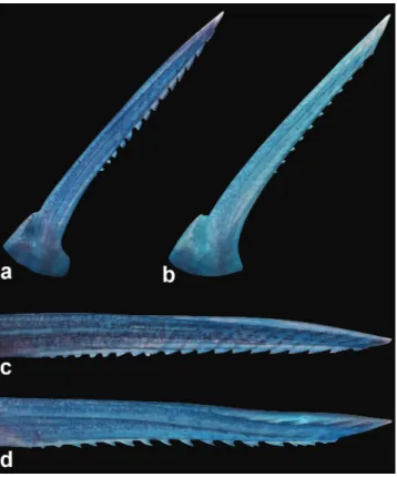 Fig. 3.  Dorsal- and pectoral-fin spines of (a, c) Corydoras  brittoi,  NUP  17313,  34.1  mm  SL,  showing  serrations  directed towards the origins of the spines on posterior  margins  of  the  (a)  dorsal-fin  spine  (8.6  mm  long)  and  of  the  (c)  