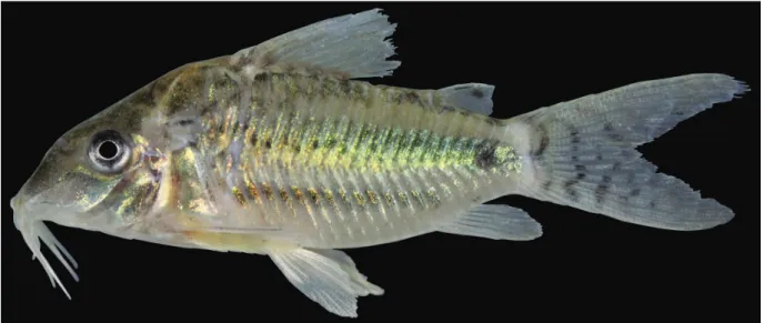 Fig. 4.  Specimen of Corydoras brittoi photographed in life, showing the iridescent greenish yellow coloration all over the body.