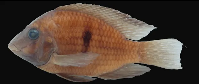 Fig. 1. Gymnogeophagus terrapurpura, new species, ZVC-P 12490, 60.0 mm SL, holotype, cañada de La Lana, rio Santa  Lucía basin, Canelones Department, Uruguay.