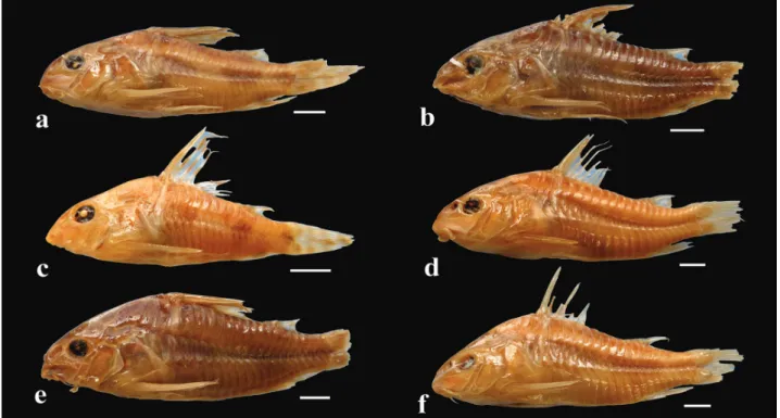 Fig. 7.  Type-specimens of Corydoras marmoratus, showing (a) the lectotype, NMW 5538, and the paralectotypes (b) NMW 46775-2,  (c) NMW 46776, (d) NMW 46777-1, (e) NMW 46775-1, and (f) NMW 46777-2