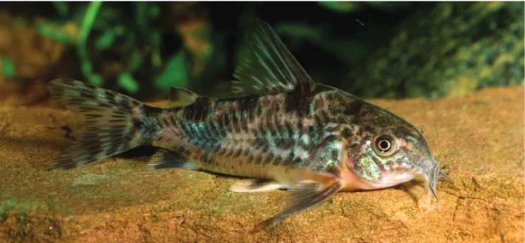 Fig. 10. Uncatalogued live specimen of Corydoras paleatus, with approximately 46.0 mm SL, from the rio Dulce basin, Entre  Rios, Argentina