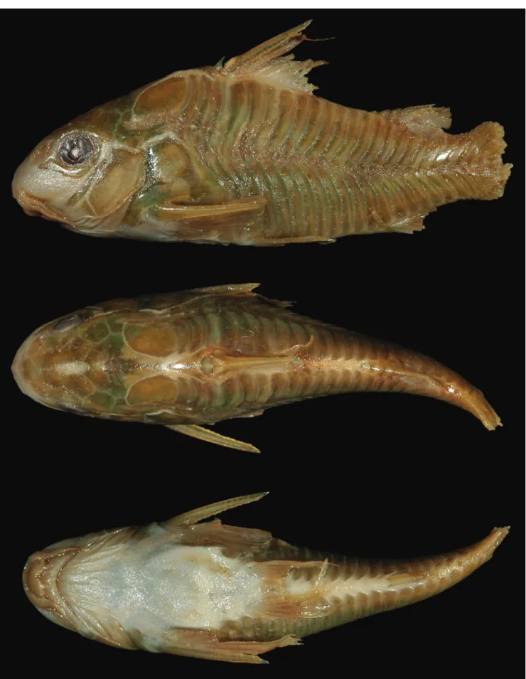 Fig. 1. Lectotype of Callichthys paleatus, BMNH 1917.7.14.18, 1, 31.0 mm SL, uncertain locality, collected by Charles  Darwin between the years of 1832-1836
