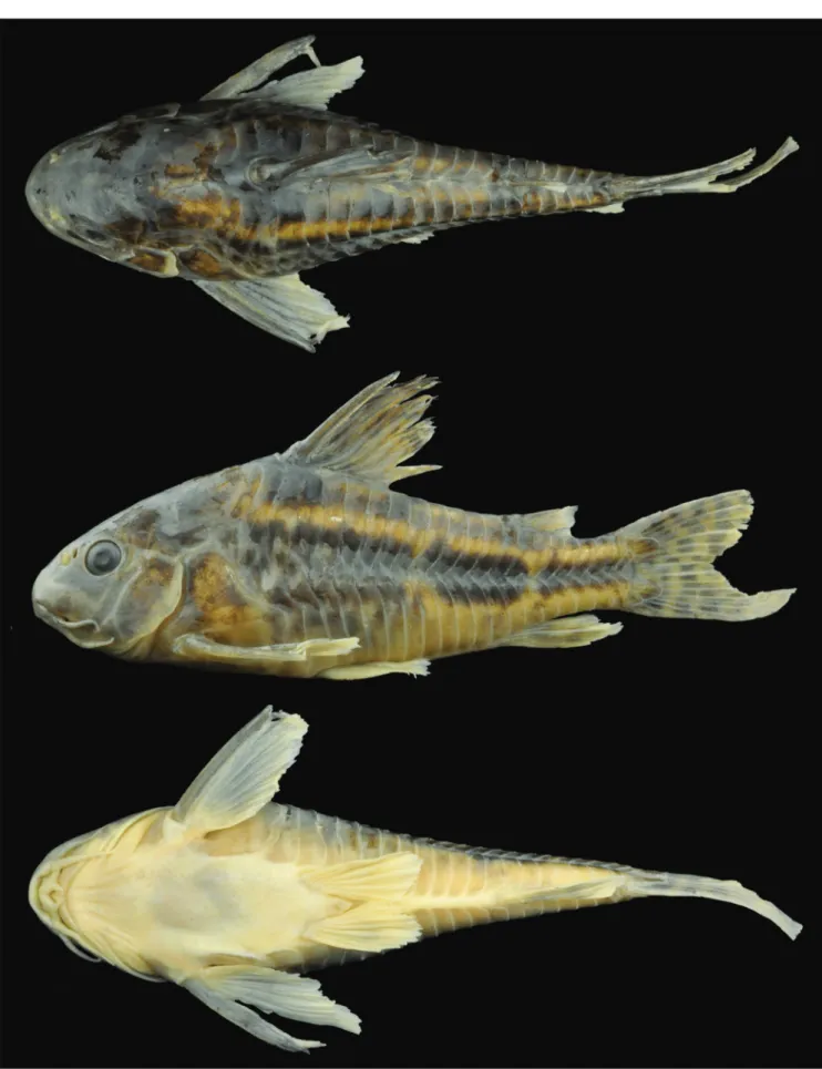 Fig. 2. Specimen of Corydoras paleatus,  NRM 54230, 1, 53.5 mm SL, captured in córrego Sarandí, Canelones, Uruguay,  near to the most plausible type-locality of  C