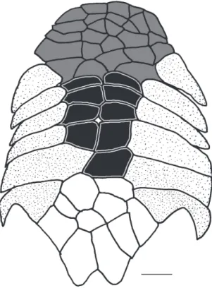 Fig. 1. Abdominal plate pattern of Dasyloricaria species. 
