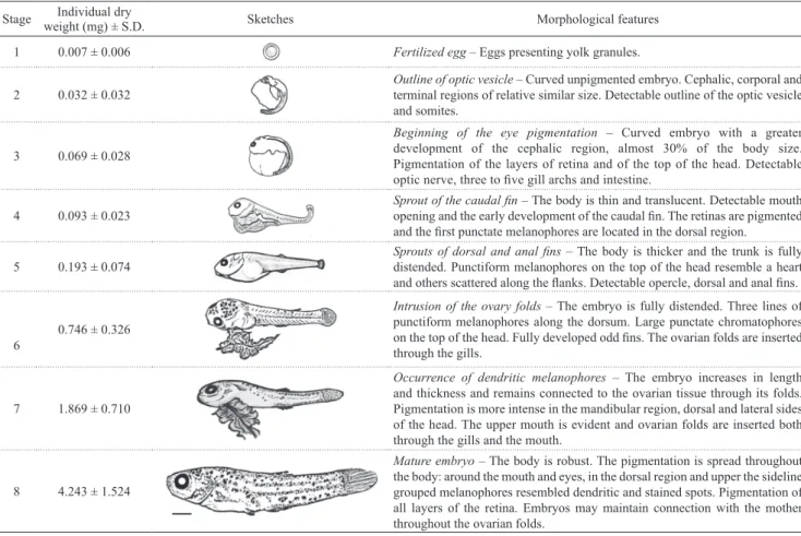 Table 1. Characterization of the embryos of the one-sided livebearer Jenynsia multidentata at the proposed eight stages of  development