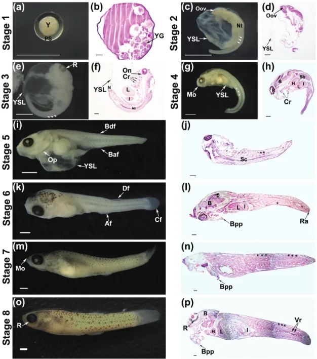 Fig. 1. Stereoscopic (a, c, e, g, i, k, m, o) and light microscopy (b, d, f, h, j, l, n, p) images stained with Hematoxylin and Eosin  of the stages of embryonic development of the one-sided livebearer Jenynsia multidentata