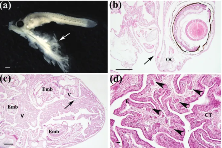 Fig.  2. Morphology of maternal-embryonic connections from the one-sided livebearer Jenynsia multidentata, based on  macroscopic embryo and maternal-embryo structure (a); histological section of the embryo and maternal-embryonic (b); 
