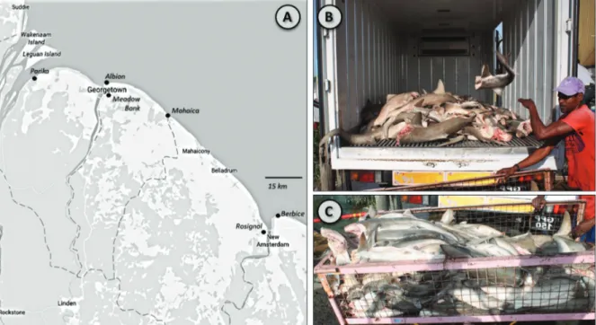 Fig. 1). Shark carcasses landed in these markets are typically  decapitated and gutted, and have undergone moderate to  significant exposure to sun and the elements, typically with  little refrigeration
