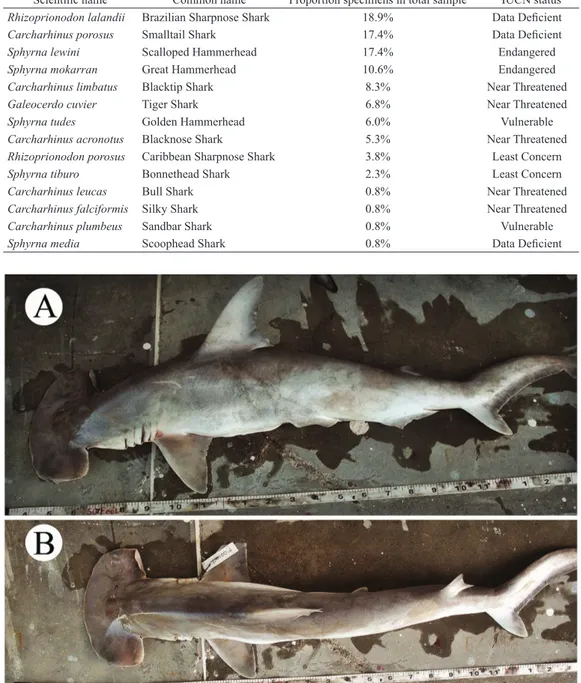 Tab. 2  Shark species in Guyanese fish markets as identified through DNA barcoding.