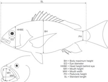 Fig. 3. Premaxillas of three species of snappers. In brackets,  standard lengths of fish